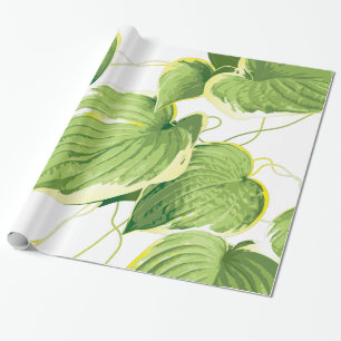 Papier Cadeau Plante de Ficus