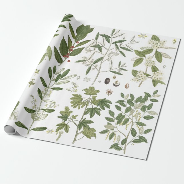 Papier Cadeau Plantes verts vintages (Déroulé)