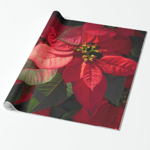 Papier Cadeau Poinsettia hawaïenne