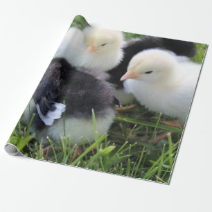 Papier Cadeau Quatre noirs et poussins jaunes de poulet de bébé