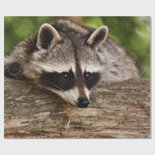 Papier Cadeau Raccoon mignon reposant sur un journal