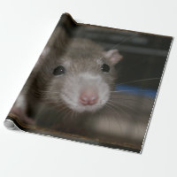 Rat curieux