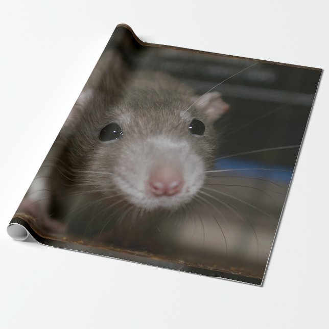 Papier Cadeau Rat curieux (Déroulé)