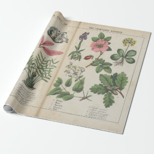 Papier Cadeau Reproduction de l'art botanique britannique Vintag