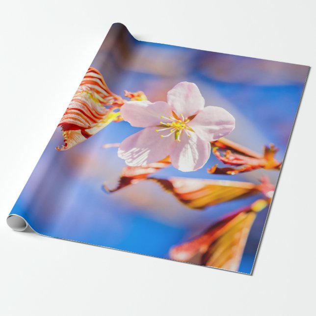 Papier Cadeau Rouge Sakura bleu ciel (Déroulé)