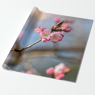 Papier Cadeau Sakura Flowers contre l'Arrière - plan gris