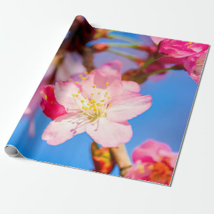Papier Cadeau Sakura Rose Vibrant Fleurit Et Ciel Bleu Clair