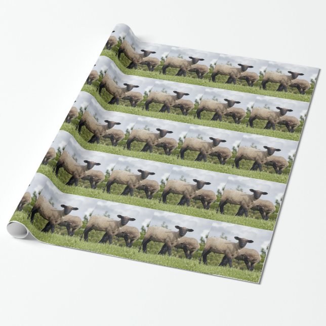 Papier Cadeau sheep (Déroulé)