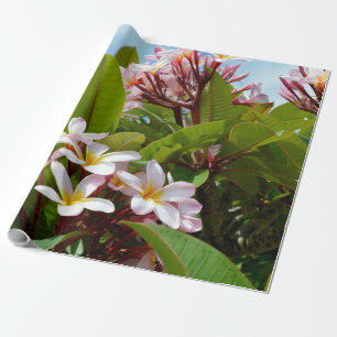Papier Cadeau Splendeur Rose, Frangipani Rose Fleurit Sur Un Arb
