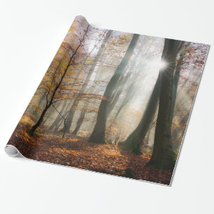 Papier Cadeau Sun rayonne la forêt brumeuse mystique, cadeau