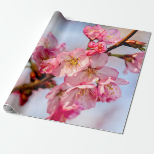 Papier Cadeau Superbe Beauté Des Fleurs De Sakura Rose