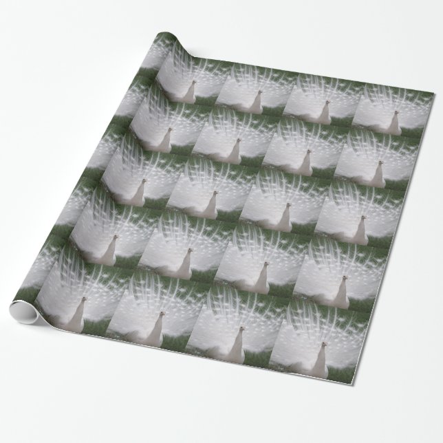 Papier Cadeau Superbe blanc Peacock ( Paon) plein plume (Déroulé)