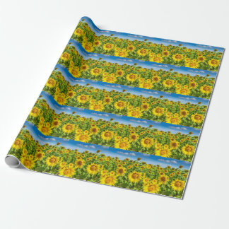 Papier Cadeau Terrain de tournesol, ensoleillé l'été.
