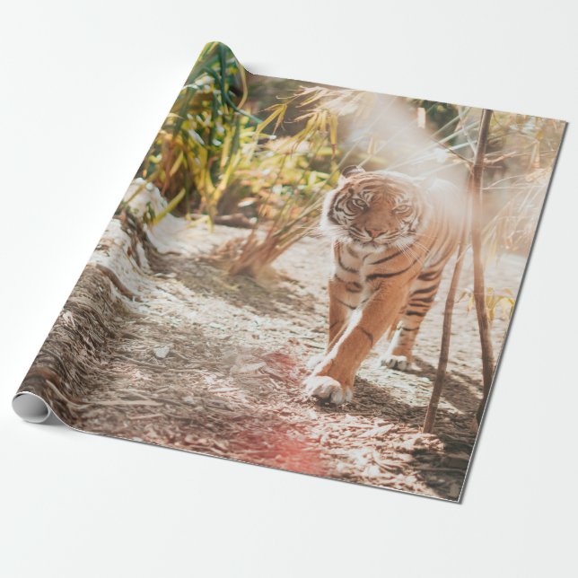 PAPIER CADEAU TIGER BROWN DANS LE GESTE DE MARCHE (Déroulé)