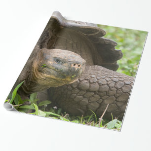 Papier Cadeau Tortue géante