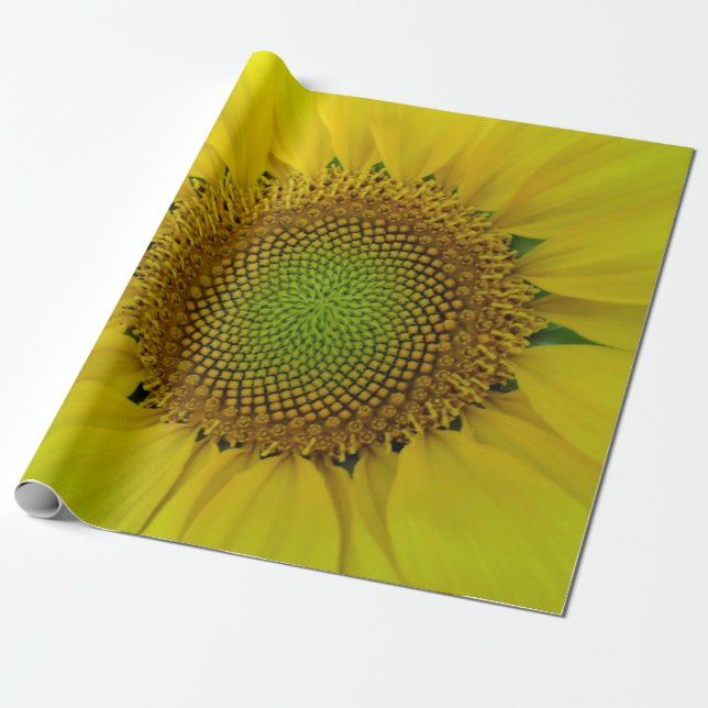 Papier Cadeau Tournesol et graines, Spirale, Ratio doré (Déroulé)