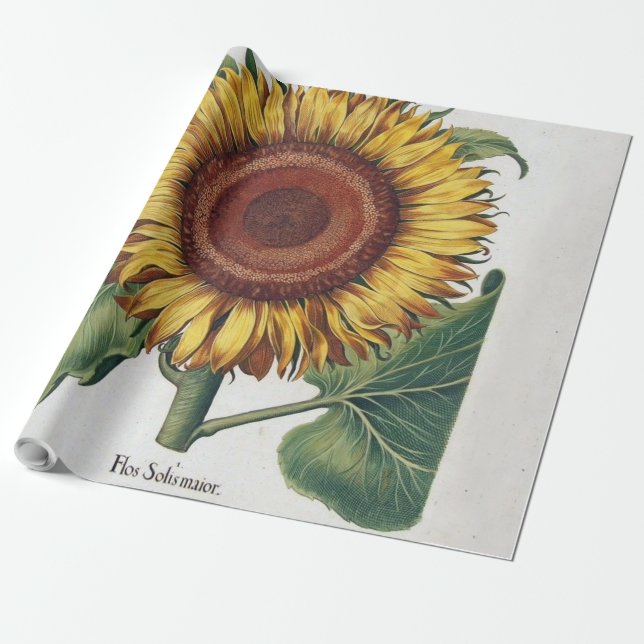 Papier Cadeau Tournesol Vintage Damas Fleur Art (Déroulé)