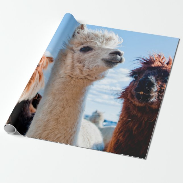 Papier Cadeau Trois Alpacas drôles (Déroulé)