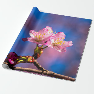 Papier Cadeau Trois fleurs Sakura éclairées