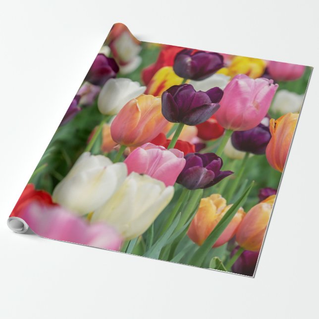 Papier Cadeau Tulip Fleurs de printemps Jardin Floral Jaune rose (Déroulé)