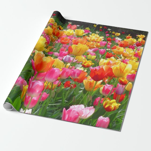 Papier Cadeau Tulipes roses jaunes de rouge orange (Déroulé)