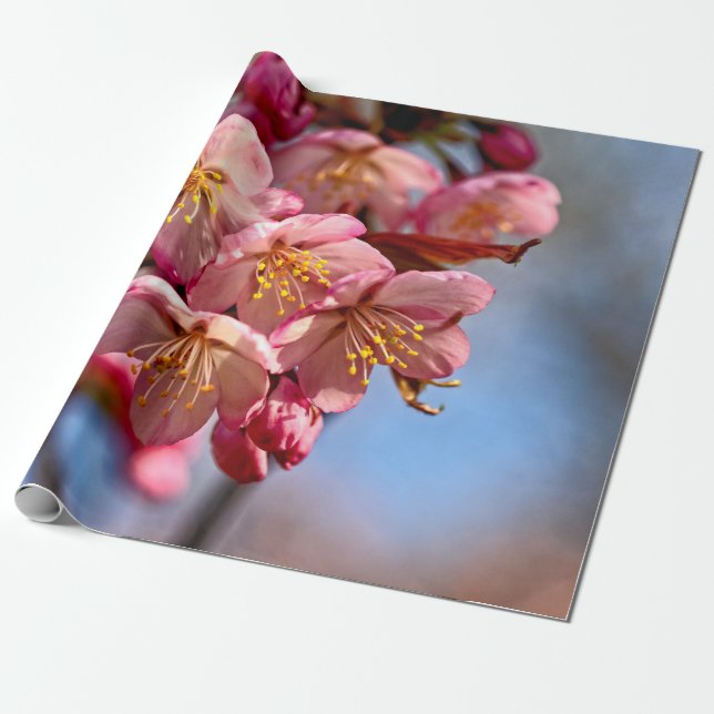 Papier Cadeau Une Bande De Fleurs De Cerises De Sakura Sucrées (Déroulé)