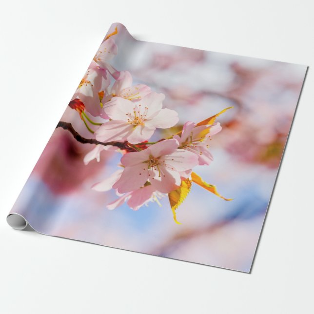 Papier Cadeau Une Belle Bouche De Fleurs Sakura Sur Fond Rose (Déroulé)