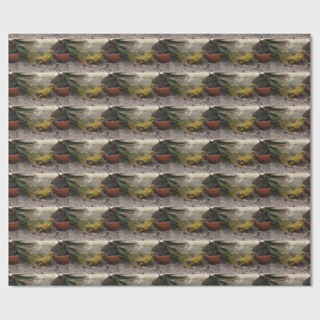Papier Cadeau Uromastyx geyri (Plat)