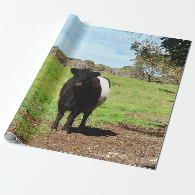 Papier Cadeau Vache galloway ceinte, (Déroulé)