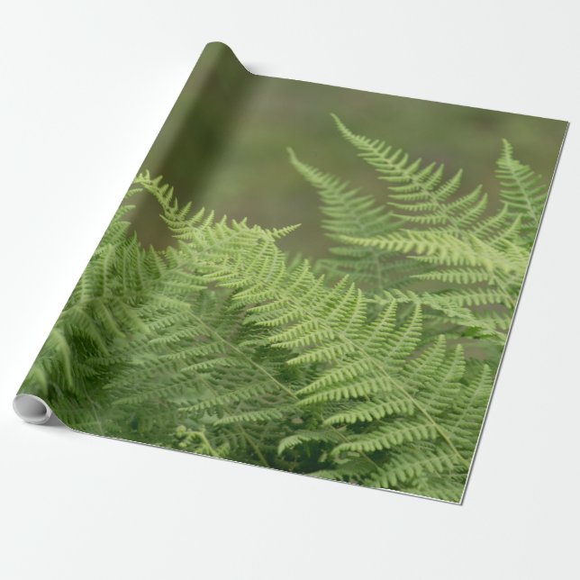 Papier Cadeau vert des fougères (Déroulé)