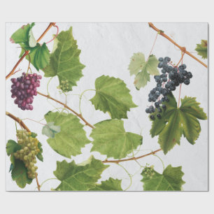 Papier Cadeau Vignoble de raisins Ile grecque méditerranéenne