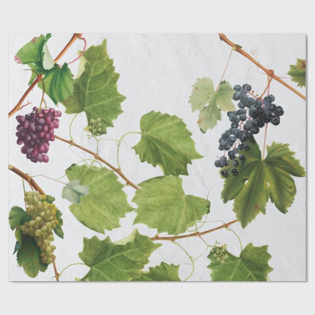 Papier Cadeau Vignoble de raisins Ile grecque méditerranéenne (Plat)