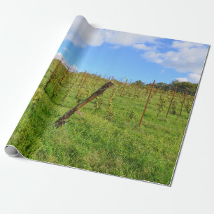 Papier Cadeau Vignoble toscan