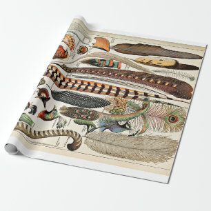 Papier Cadeau Vintage Feathers Oiseaux Ancienne Illustration Art