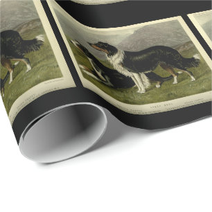 Papier Cadeau Vintage frontière collie chiens de brebis