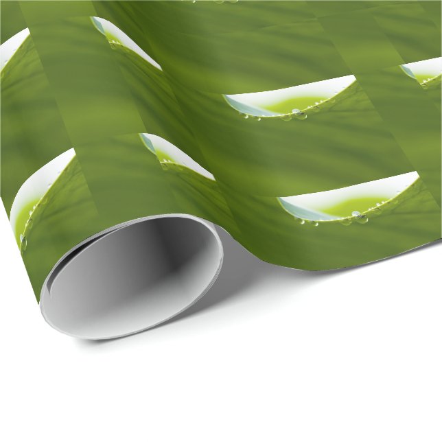 Papier Cadeau Zen Love Green Lotus Leaf Water Drop (Coin rond)