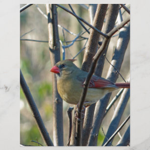 Papier Cardinal féminin