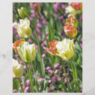 Papier Champ de tulipes