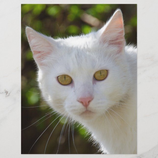 Papier Chat blanc aux yeux jaunes (Devant)