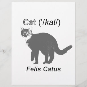 Papier Chat Felis Catus