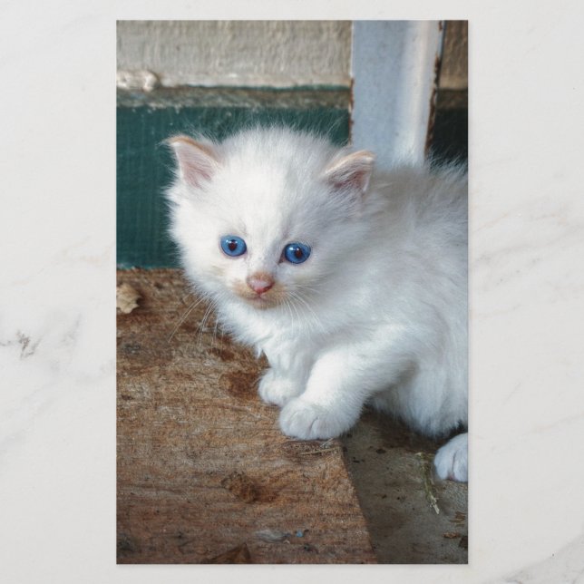 Papier Chaton blanc (Devant)