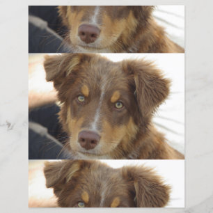 Papier chiot Aussie rouge tricolore