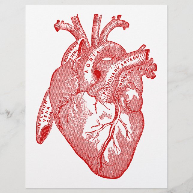 Papier Coeur Anatomique Rouge (Devant)