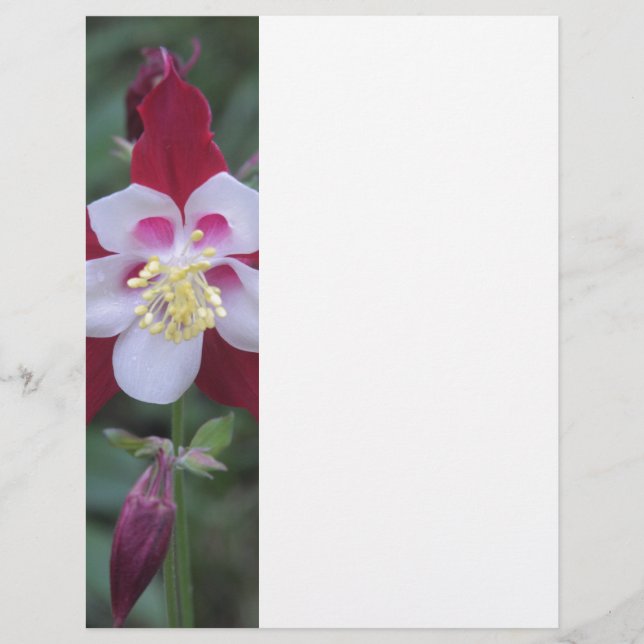 Papier Columbine (Devant)