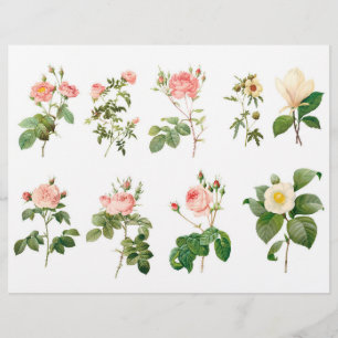 Papier Coupes de moussons Roses botaniques avec Script su