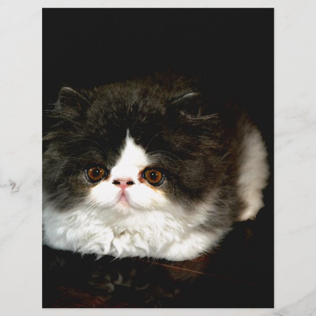 Papier Cute chat chat noir et blanc Kitten (Devant)