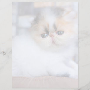 Papier Cutest Baby Animals   Calico Persian Kitten