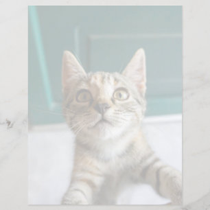 Papier Cutest Baby Animals   Cute Tabby Kitten