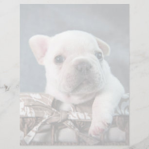 Papier Cutest Baby Animals   French Bulldog