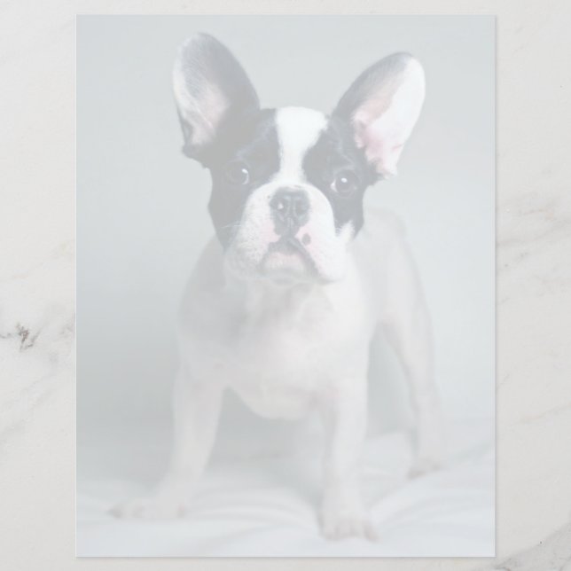 Papier Cutest Baby Animals | French Bulldog Puppy (Devant)